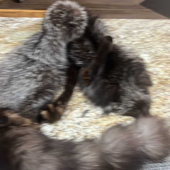 Elegant Fox wrap full bodies - Picture 11 of 13